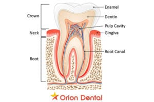 Orion Dental - understanding the anatomy of a tooth