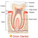 Understanding the Anatomy of Teeth